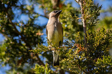 Cedar Waxwing perched on a juniper tree to feed on juniper berries, Ontario, Canada.