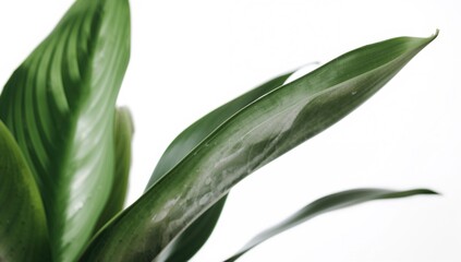 Obraz premium Indoor greenery displayed against a clean white backdrop. Detailed view of Sansevieria foliage. Isolated natural leaves for home decor.