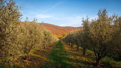 Autumn Gathering of Dark Purple Olives from the Tree in an Orchard