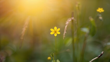 Tiny yellow blossom with flawless bokeh background