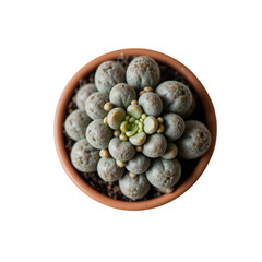 Top down view shows a potted succulent plant with round textured leaves and a cluster of light green buds in the center