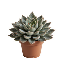 Close Up Shot Of A Green Succulent Plant With White Spots In A Brown Pot Against A Transparent Background