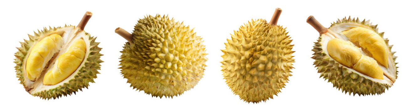 Set isolated fresh fruit, durian in various style, on transparent background.