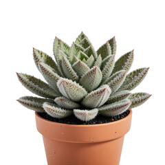 Fuzzy Succulent Plant With Red Tips In A Brown Terracotta Pot Against A Transparent Background Studio Shot