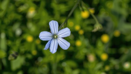Close-up view of a rare blue and white blossom