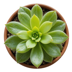 Aerial shot showcases a vibrant green succulent plant centered in a brown terracotta pot surrounded by black Transparent