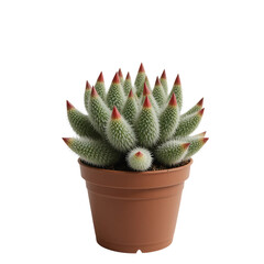 Potted Mammillaria Herrerae Cactus A Small Succulent Plant With White Spines And Red Tips Against A Transparent Background