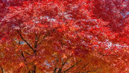 A bright day with a light snowfall highlights the vivid red leaves of a fiery autumn tree perfectly.