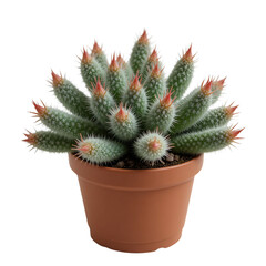 Potted Mammillaria Herrerae Cactus With Red Tipped Spines And White Hairs Displayed Against A Transparent Background