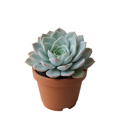Pale Green Succulent Plant With Red Tinged Edges In A Terracotta Pot Isolated Against A Plain Transparent Background