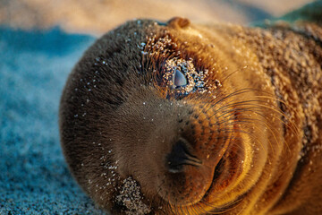 Obraz premium GALAPAGOS, ECUADOR, WILDLIFE - Seal is laying on the sand with its eyes closed. The image has a calm and peaceful mood