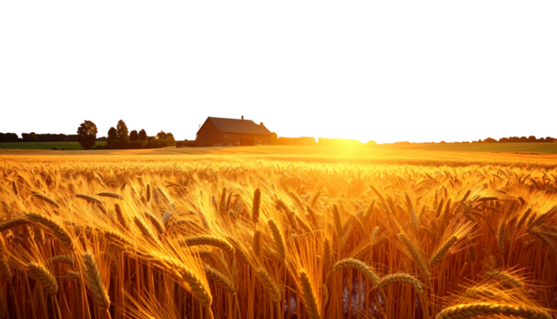 Golden wheat field under a dark sky, with a barn silhouetted against the sun