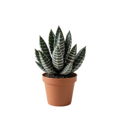 Green Haworthia Fasciata Succulent With White Stripes In A Brown Plastic Pot Against A Transparent Background