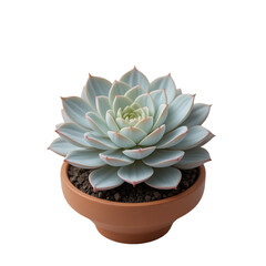 Close Up Of A Potted Succulent Plant With Layered Leaves And A Pale Blue Green Hue Set Against A Plain Transparent Background