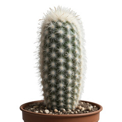 Mammillaria Bocasana Cactus In A Brown Pot Filled With Soil And Small Rocks Against A Plain Transparent Background
