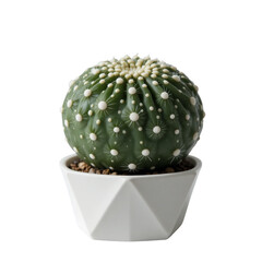 Green Cactus With White Dots In A White Geometric Pot Small Brown Rocks Centered Composition Against A Transparent Background