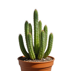 A cluster of green spiky cereus cactus stems emerges from a terracotta pot presented against a transparent background