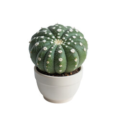 Small Round Green Cactus With White Dots In A White Pot Against A Transparent Background Transparent Background
