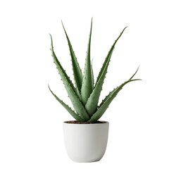Aloe Vera Plant In A White Pot Isolated Transparent Background The Plant Has Green Spiky Leaves And Is Placed Centrally