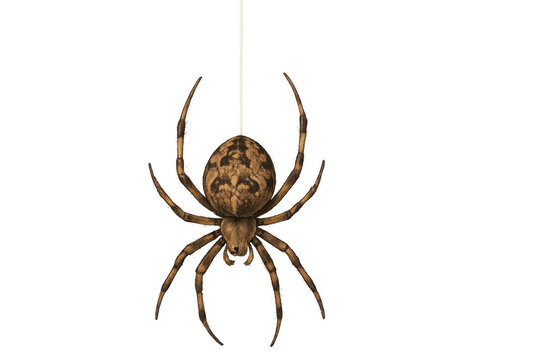 Brown spider hanging on web string transparent background