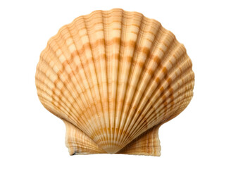 A single beige scallop seashell isolated on transparent background