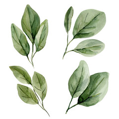 Leaf Branch set Botanical Illustration with Green Foliage, Elegant Natural Plant Elements for Design and Decoration