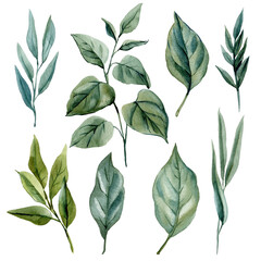 Watercolor Botanical Green Leaves Collection Natural Foliage Variety Handpainted Plant Illustration for Floral Design and Decor