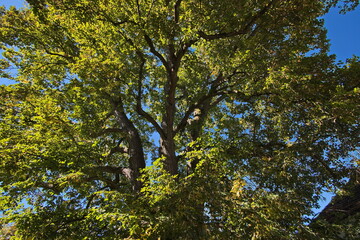 Giant old linden tree in the monastery in Zlata Koruna, Cesky Krumlov district,Czech republic,Europe
