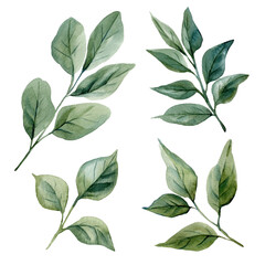 Watercolor Green Leaves Set Botanical Illustration of Eucalyptus Branches Natural Minimalist Foliage Design for Eco Decor © Hanna
