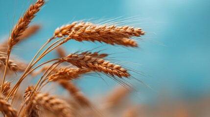 Close-Up View of Golden Wheat Stalks with Blue Sky Background in Soft Focus for Nature and Agriculture Themes