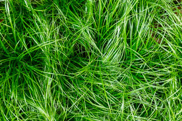 Close-up of vibrant green grass blades with varying textures and density. Regenerative agriculture, soil health, carbon capture, sustainable land management