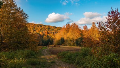 Fototapeta premium Autumn woodland scenery with trees and natural vegetation