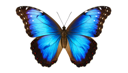 Striking blue butterfly wings spread, featuring dark brown spots along the edge, against black
