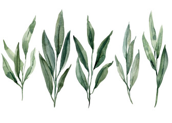 Watercolor Long Leaf Branches Botanical Illustration Set Green Foliage, Elegant Natural Plant Elements for Floral Design and Art © Hanna