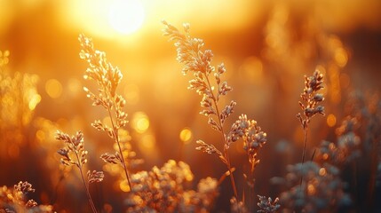 Golden sunset grass field