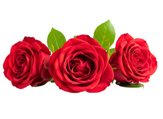 Obraz premium Three red roses with green leaves isolated on transparent background