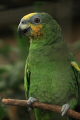 A vibrant green parrot perched on a branch, showing its colorful feathers and expressive eyes. The bird has yellow and blue markings on its head, adding beauty and contrast to its lush green plumage