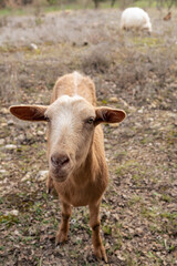 young brown sheep in a field