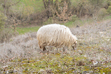 sheep in the field