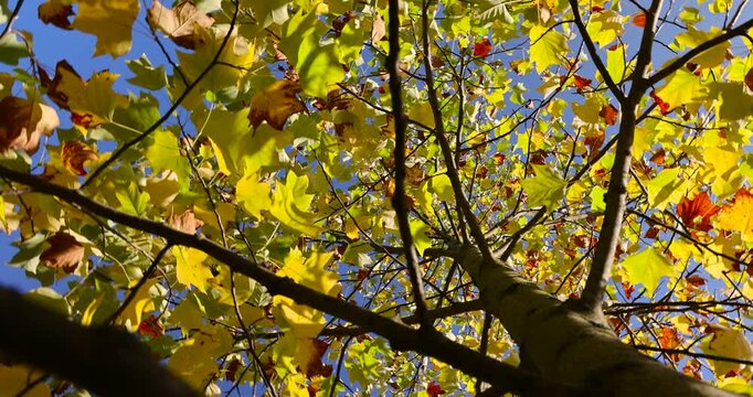 bright yellow and orange foliage of the tulip tree in the autumn season, bright sunny weather in the park with beautiful leaves on the branches of the tree, against the clear blue sky