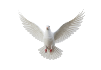 Dove with outstretched wings PNG illustration isolated on transparent background for design projects Symbol of peace