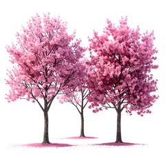 Obraz premium Several cherry trees with vibrant pink blossoms in full bloom on a black backdrop