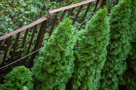 Vertical garden border of vibrant green conical thuja or cypress shrubs, tightly grown and trimmed, set against a dark metal railing and overgrown, wild background foliage