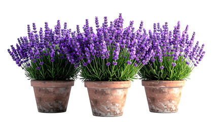Naklejka premium Three potted lavender plants with vibrant purple blooms and green foliage against a black backdrop