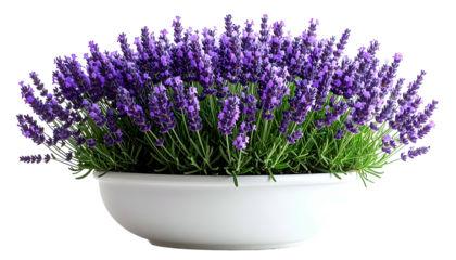 A close-up of a flourishing lavender plant in a white, rounded ceramic pot against a black background