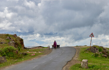Goatherd with his goats