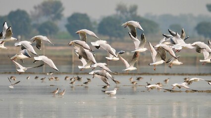 Massive flock of seagulls and other aquatic birds fly and hover around river vessels on the Hooghly...