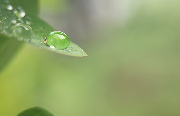 Macro Close-up of a Perfect Dewdrop on a Green Leaf Tip with Soft Bokeh Background