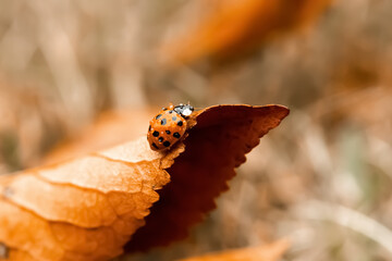 Beautiful ladybug on the fallen yellow leaves in the fall. Insects in the wild nature