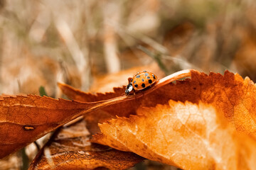Beautiful ladybug on the fallen yellow leaves in the fall. Insects in the wild nature